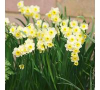 Marshalls Garden Daffodil Bulbs 'minnow' (Narcissus) Pack Of 20, Dwarf Fragrant Spring Blooms