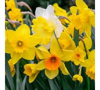 Marshalls Garden Daffodil Bulbs Mix 'yellow Shades' 100-Pack