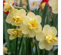 Marshalls Garden Daffodil Bulbs 'yellow Cheerfulness' Pack Of 10 Double Fragrant Narcissus