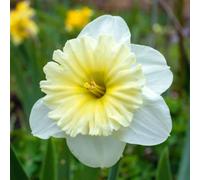 Marshalls Garden Daffodil Ice Follies - 5 Bulbs