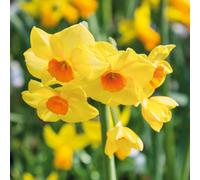 Marshalls Garden Daffodil 'martinette' 10 Pack - Fragrant Mid-Spring Yellow Flowers With Orange Cups