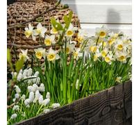 Marshalls Garden Daffodil 'pre Party' 10 Pack - Bright Yellow Fragrant Spring Bulbs