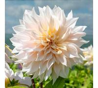 Marshalls Garden Dahlia 'café Au Lait' Dinnerplate Dahlia - Large 25Cm Cream & Pink Blooms, Excellent For Cut Flowers