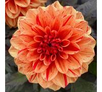 Marshalls Garden Dahlia 'ellen Huston' - Dwarf Rhs Awarded Variety With Dark Bronze Foliage 1 X Tuber