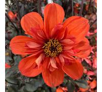 Marshalls Garden Dahlia 'mystic Flares Time' - Compact Pot And Border Dahlia With Dark Foliage 2 Litre Plant