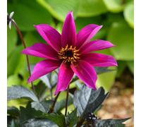 Marshalls Garden Dahlia 'mystic Wizard' Magenta-Pink Single With Dark Foliage Ideal For Pots And Borders