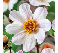 Marshalls Garden Dahlia Tuber 'bishop Of Dover' - White With Blush-Pink Centres, 100G