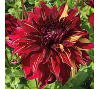 Marshalls Garden Dahlia Tuber 'bohemian Spartacus' Dinnerplate Crimson And Yellow