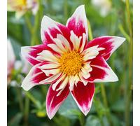 Marshalls Garden Dahlia Tuber 'fashion Monger' Pink & White Collarette Dahlia