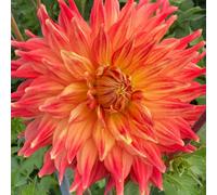 Marshalls Garden Dahlia Tuber 'fired Up' - Semi-Cactus Orange And Yellow Blooms, 1 X Tuber