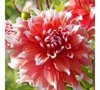 Marshalls Garden Dahlia Tuber 'frost Nip', Raspberry-Pink Double Flowers, 600-900mm Height