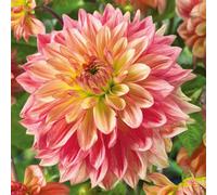 Marshalls Garden Dahlia 'wandas Aurora' Large Dinnerplate Peach-Orange Blooms Perennial 0.5-1.0M