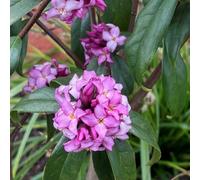 Marshalls Garden Daphne 'mary Rose' - Compact Evergreen Shrub, Soft Pink Fragrant Flowers, 3 X 9Cm