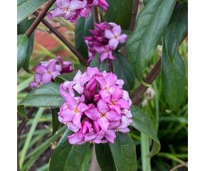 Marshalls Garden Daphne 'mary Rose' - Compact Evergreen Shrub, Soft Pink Fragrant Flowers, 9Cm Pack
