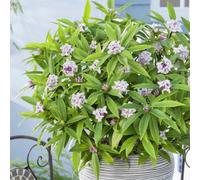 Marshalls Garden Daphne 'perfume Princess' Hybrid - Scented Winter-Flowering Evergreen Shrub 5 Litre Plant