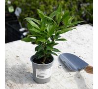 Marshalls Garden Daphne 'perfume Princess' Hybrid - Scented Winter-Flowering Evergreen Shrub 9Cm Plant