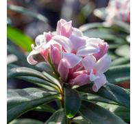 Marshalls Garden Daphne X Transatlantica 'eternal Fragrance' - Long-Flowering Fragrant Shrub 1.5 Litre Plant