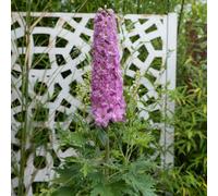 Marshalls Garden Delphinium 'delgenius Juliette' - Compact Pink Perennial For Containers 2 Litre Plant