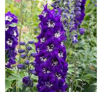 Marshalls Garden Delphinium 'magic Fountains Dark Blue White Bee' Hardy Perennial For Borders And Cut Flowers 3 X 9Cm Plants