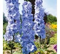 Marshalls Garden Delphinium Pacific 'Blue Bird' - Sky Blue Perennial 9cm