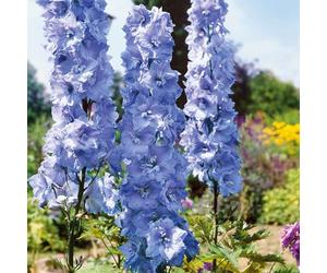 Marshalls Garden Delphinium Pacific 'Blue Bird' - Sky Blue Perennial 9cm