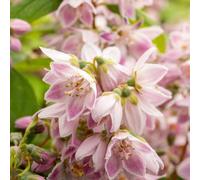 Marshalls Garden Deutzia 'raspberry Sundae' Compact Hardy Shrub, Purple-Tipped White Flowers, Pollinator-Friendly 3 Litre Plant