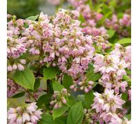 Marshalls Garden Deutzia 'raspberry Sundae' - Compact Hardy Shrub With Purple-Tipped White Flowers, Pack Of 3 X 9Cm.