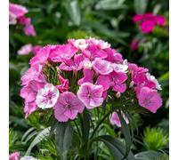 Marshalls Garden Dianthus Dash Magician - Colour-changing Perennial for Pots and Borders 3 x 9cm Plants