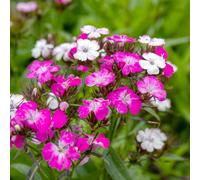 Marshalls Garden Dianthus Dash Magician - Colour-Changing Perennial For Pots And Borders 9Cm Plant