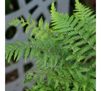 Marshalls Garden Dicksonia Antarctica Tree Fern, Rhs Award-Winning Shade Specimen 3 X 9Cm Plants