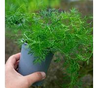 Marshalls Garden Dill Plants (Anethum Graveolens) 3 X 9Cm - Annual Herb For Pots, Borders And Window Boxes