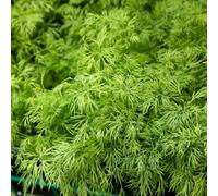 Marshalls Garden Dill Seeds (Anethum Graveolens) 500 Seeds Pack