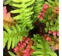 Marshalls Garden Doodia 'rough Ruby' (Doodia Aspera) Fern Plant - Perennial, Pack Of 1