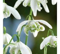 Marshalls Garden Double Snowdrop 'flore Pleno' (Galanthus F. Pleniflorus), Bulbs In The Green, Rhs Agm, Shade-Loving 25