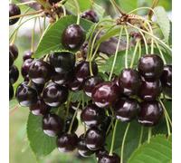 Marshalls Garden Dwarf Cherry Tree 'athos' Self-Fertile For Containers And Small Gardens 3 Litre