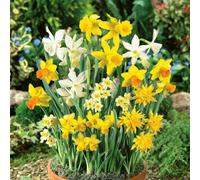Marshalls Garden Dwarf Daffodil Bulbs (Narcissus) Mixed 25 Pack