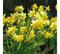 Marshalls Garden Dwarf Daffodil Bulbs 'tete A Tete' (20 Pack) Narcissus