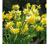 Marshalls Garden Dwarf Daffodil Bulbs 'Tete a Tete' (20 Pack) Narcissus