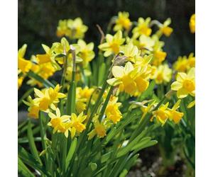 Marshalls Garden Dwarf Daffodil Bulbs 'Tete a Tete' (20 Pack) Narcissus