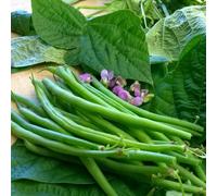 Marshalls Garden Dwarf French Bean Seeds 'nautica' Compact High-Yield Lilac Flowers 150 Seeds