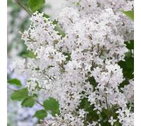 Marshalls Garden Dwarf Lilac Syringa 'flowerfesta White' Fragrant Compact Shrub For Small Gardens And Containers 3 Litre Plant
