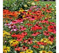 Marshalls Garden Echinacea 'cheyenne Spirit' Mixed-Colour Perennial, Hardy Pollinator-Friendly 9Cm Plant