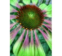 Marshalls Garden Echinacea 'green Twister' Pack Of 3 - Hardy Perennial With Two-Tone Red-Centre And Lime-Green Petals