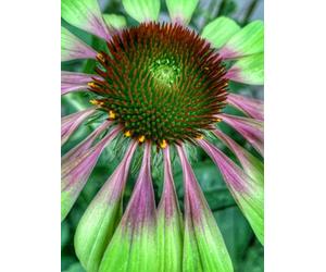 Marshalls Garden Echinacea 'green Twister' Pack Of 3 - Hardy Perennial With Two-Tone Red-Centre And Lime-Green Petals