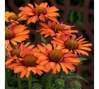 Marshalls Garden Echinacea 'Prima Saffron' - Compact Saffron-Yellow Coneflower for Borders, 3 Jumbo Plug Plants