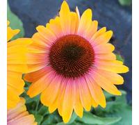 Marshalls Garden Echinacea Unica 'Orange Purple' - Pollinator-Friendly Perennial 3 x 9cm
