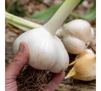 Marshalls Garden Elephant Garlic - Spring Planting, Large Bulbs, Milder Flavour