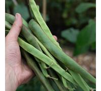 Marshalls Garden Enorma Runner Bean Seeds 50 Pack - Vigorous, High-Yield Variety