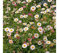 Marshalls Garden Erigeron Karvinskianus 'stallone Profusion' Hardy Rhs Agm Groundcover 9Cm