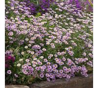Marshalls Garden Erigeron 'wayne Roderick' Lavender-Blue Perennial - Hardy, Low-Maintenance Pollinator-Friendly 6 Jumbo Plugs